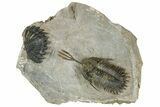 Walliserops Trilobite With Free-Standing Spines - Foum Zguid #179608-5